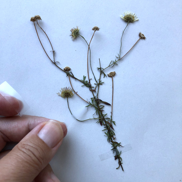 Tuto herbier 3 - Disposition de la fleur séchée © Nicolas Macaire / LPO